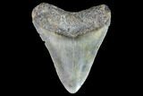 Megalodon Tooth - North Carolina #91339-1